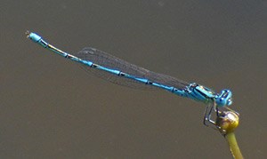 Male Blue-eye - Erythromma lindenii © John Muddeman